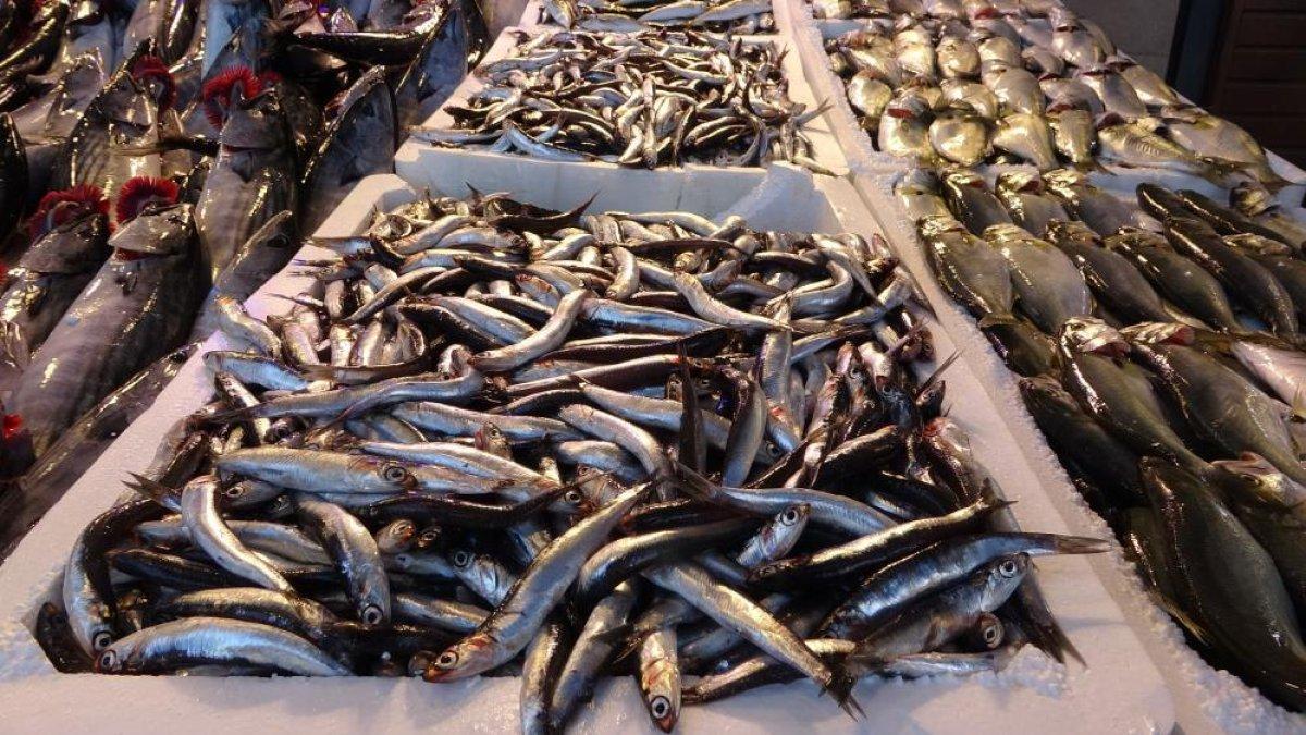 Karadeniz'de hamsi yüzünü gösterdi