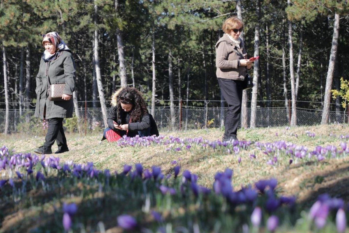 Karabük'te safran hasadına üç haftada 60 bin kişi geldi
