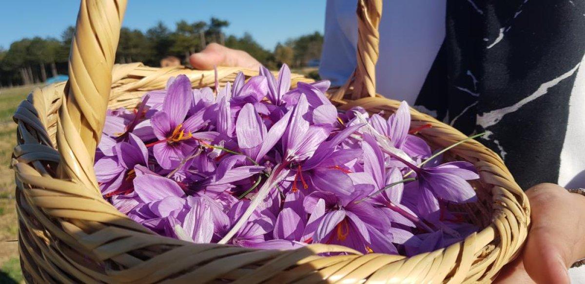 Karabük'te safran hasadına üç haftada 60 bin kişi geldi