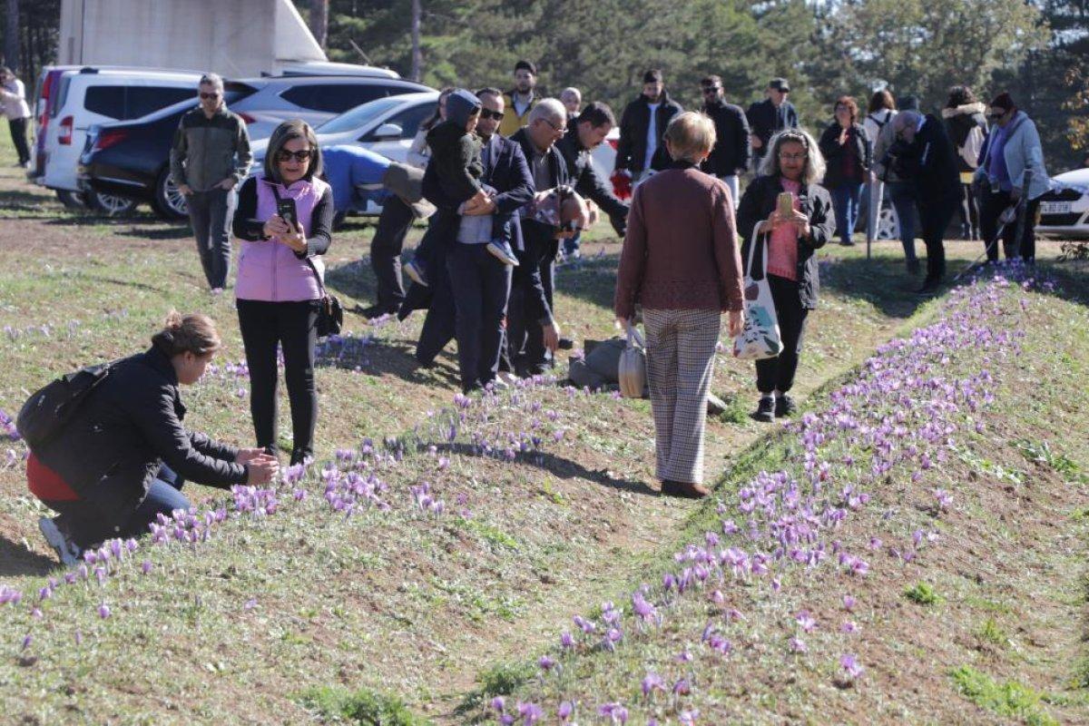 Karabük'te safran hasadına üç haftada 60 bin kişi geldi