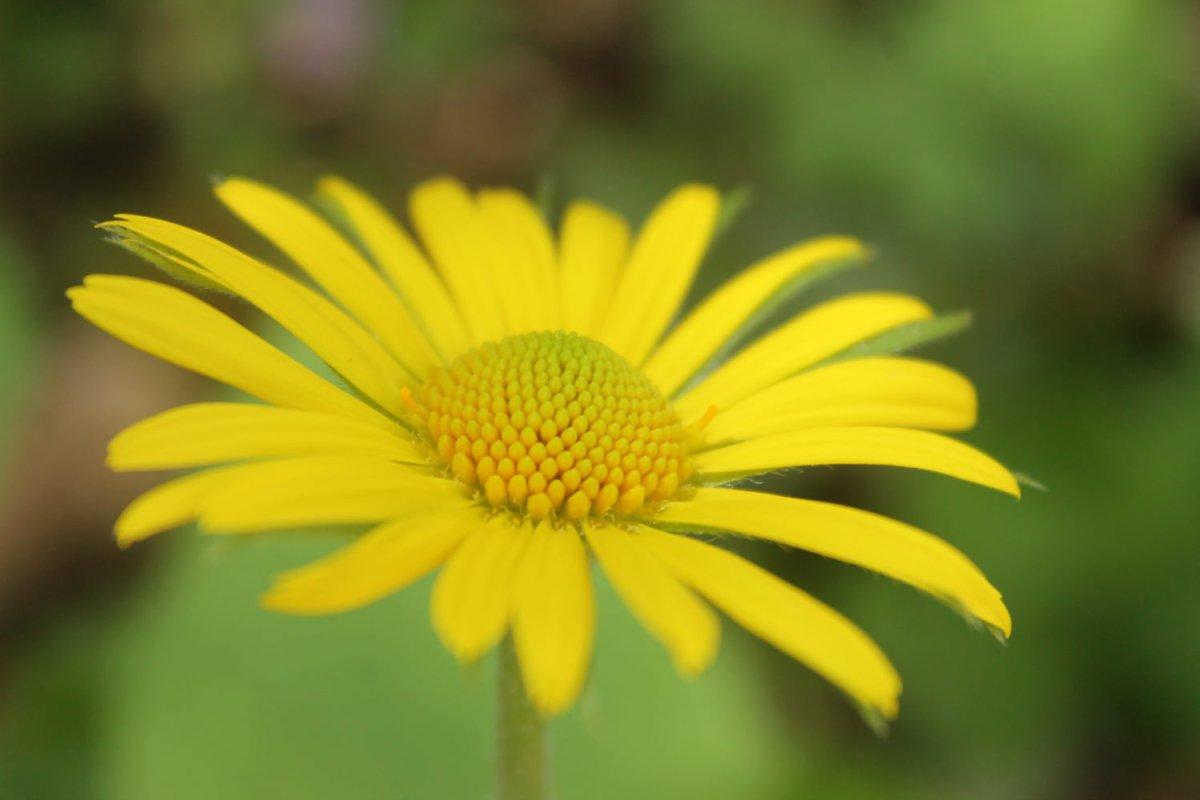 Sizi Einstein gibi yapacak beyin güçlendirici 10 bitki