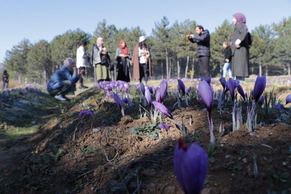 Karabük'te safran hasadına üç haftada 60 bin kişi geldi