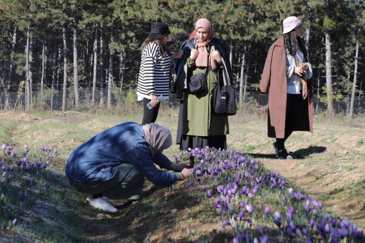 Karabük'te safran hasadına üç haftada 60 bin kişi geldi