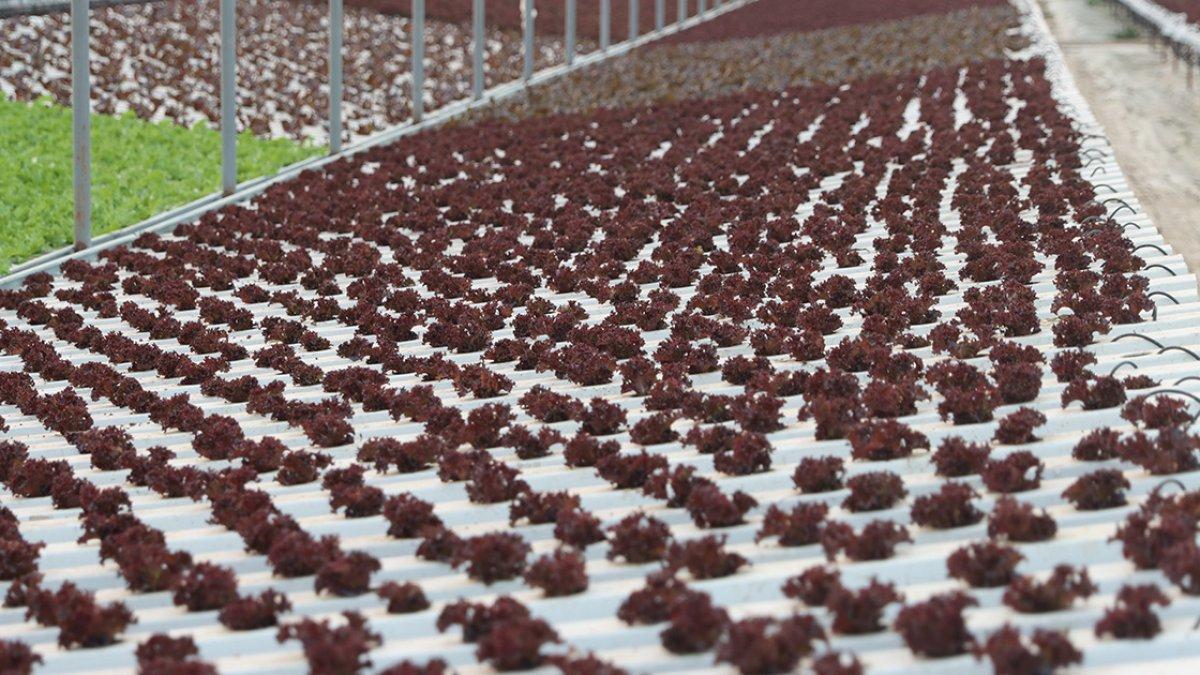 İstanbullu girişimci, topraksız tarımla 21 dönümde 210 dönüme denk ürün yetiştiriyor