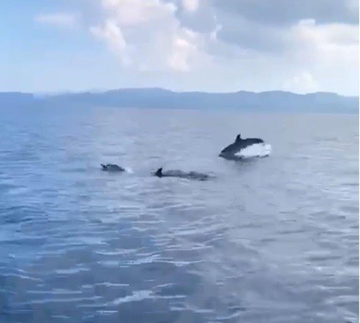 Muğla'da yunusların görsel şovu