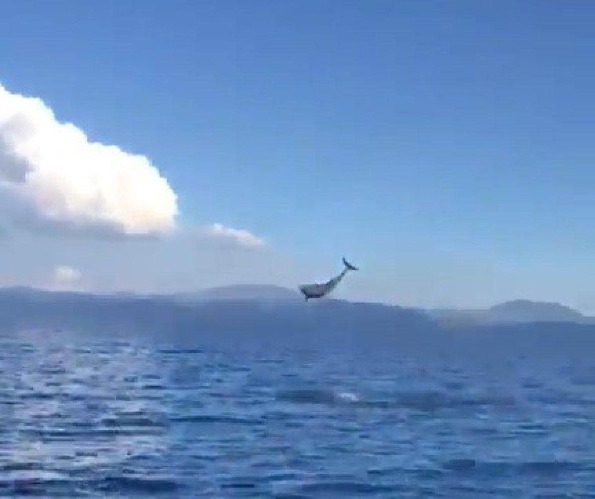 Muğla'da yunusların görsel şovu