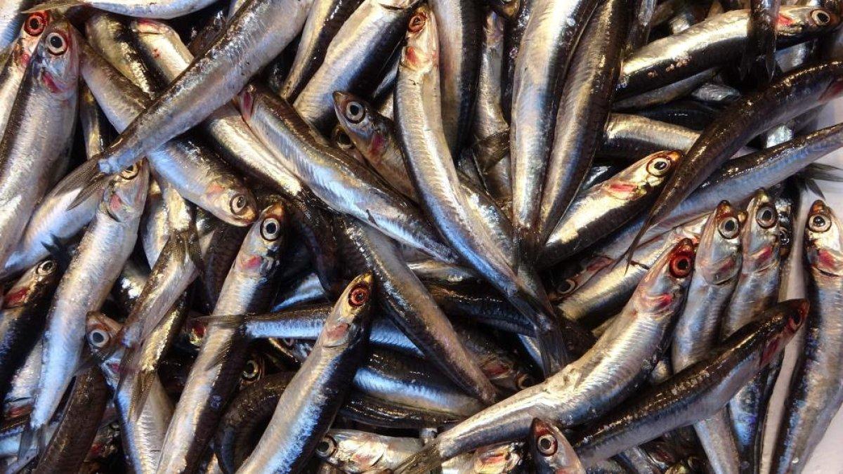Türkiye'den 14 ülkeye yapılan hamsi ihracatında düşüş