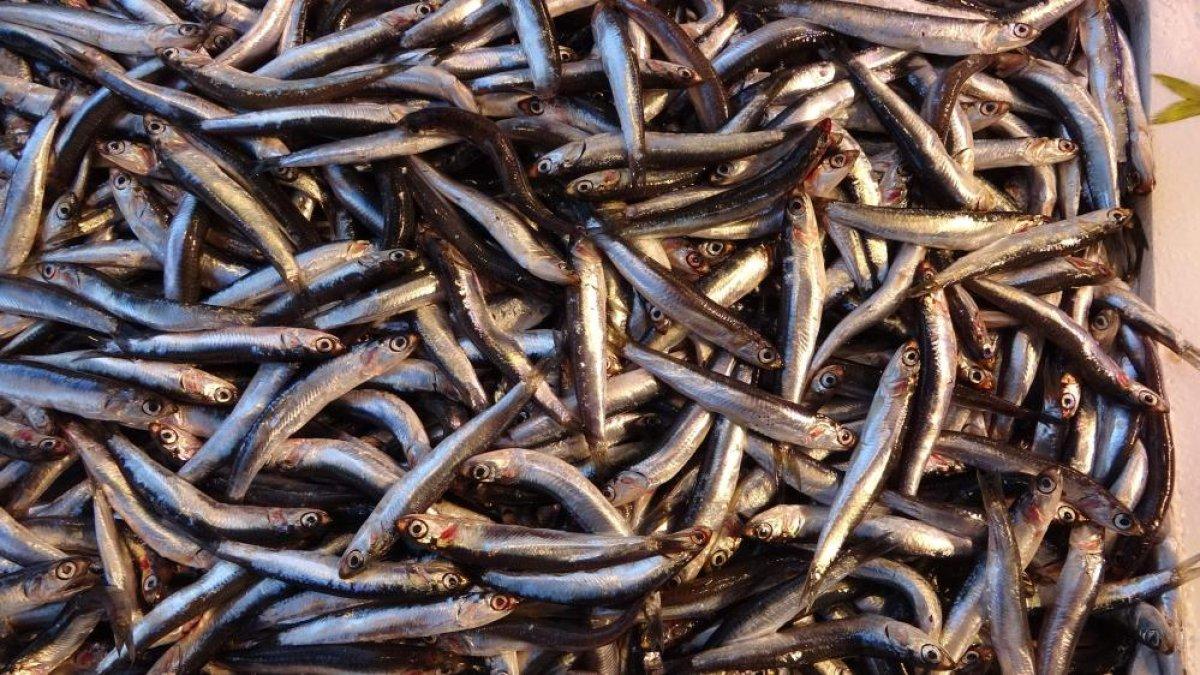 Türkiye'den 14 ülkeye yapılan hamsi ihracatında düşüş