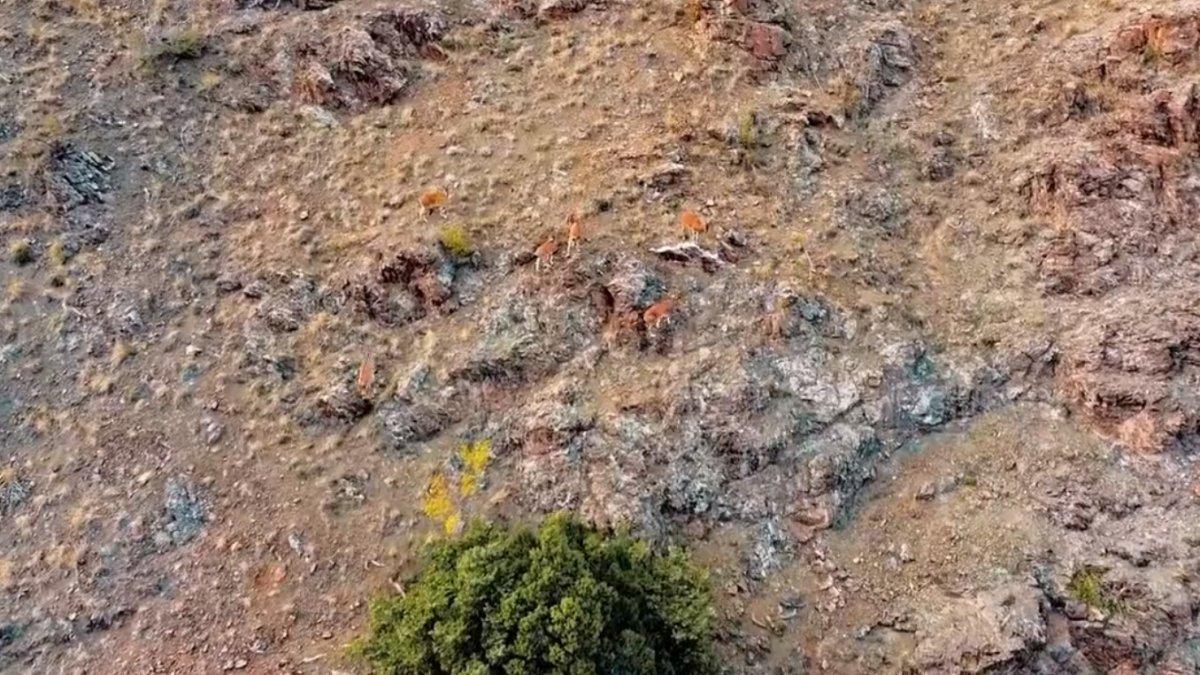 Yaban keçilerinin zorlu tırmanışları dronla ile görüntülendi