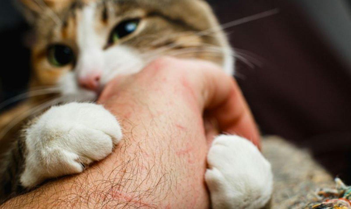 Kuduz belirtileri nelerdir, nasıl bulaşır? İşte tedavisi ve kuduz aşısı