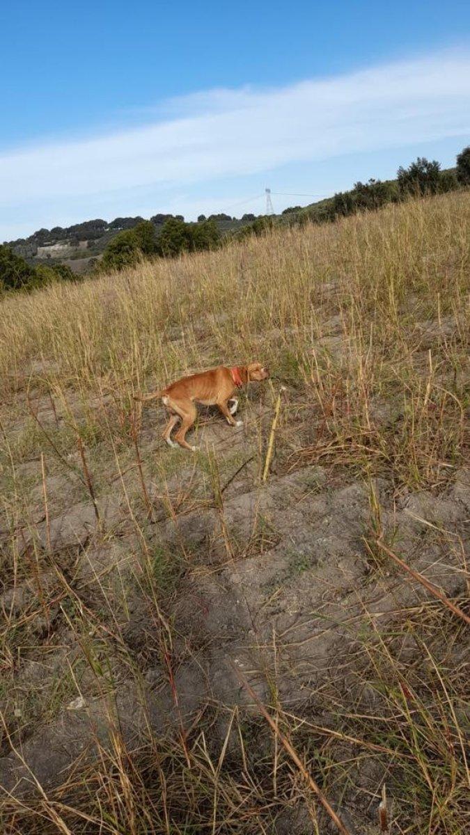 Bursa'da kayıp köpeğini bulana kuzu hediye edecek