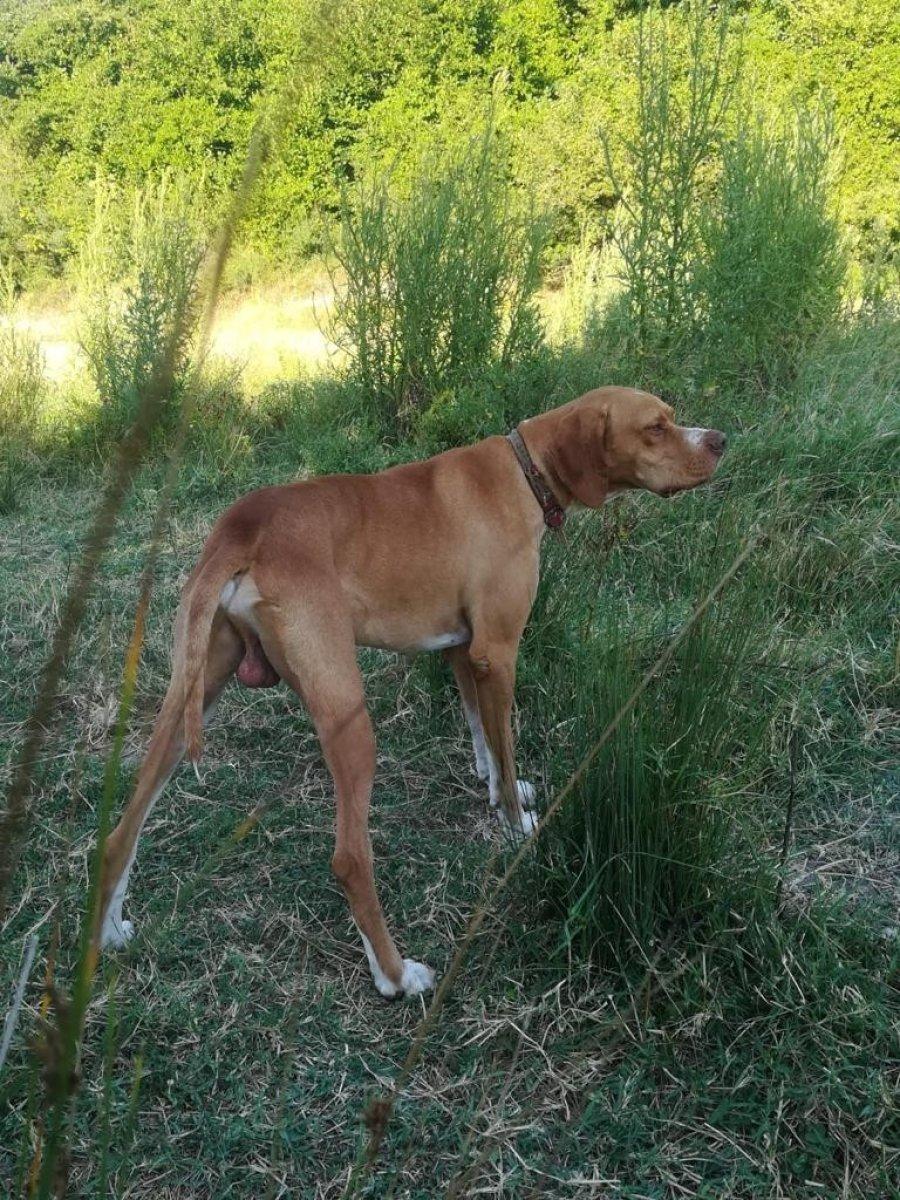 Bursa'da kayıp köpeğini bulana kuzu hediye edecek