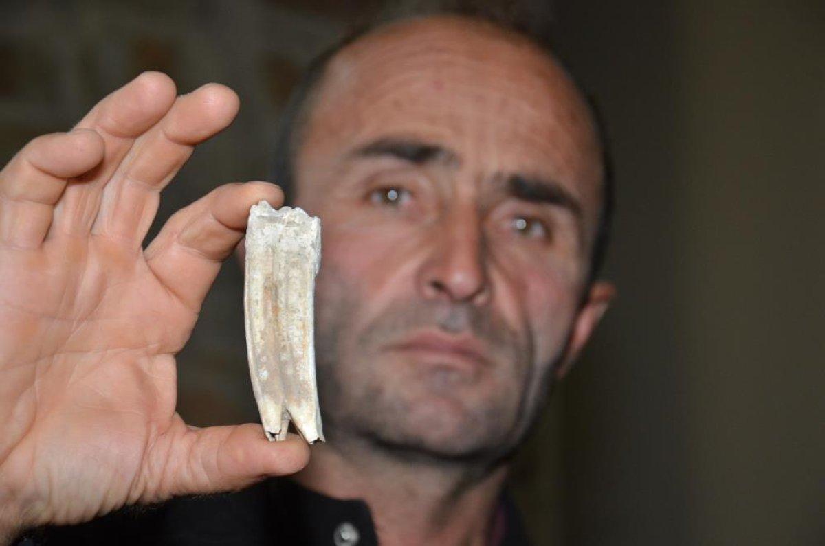 Kahramanmaraş'ta bulunan 16 milyon yıllık at dişi müzeye bağışlandı