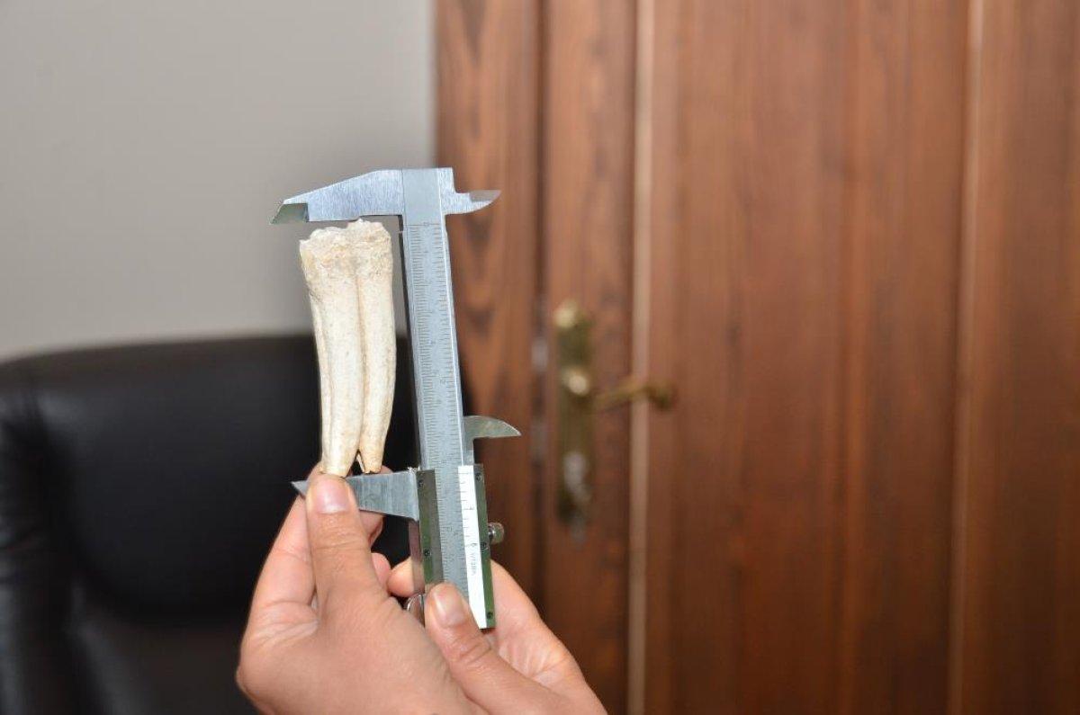 Kahramanmaraş'ta bulunan 16 milyon yıllık at dişi müzeye bağışlandı