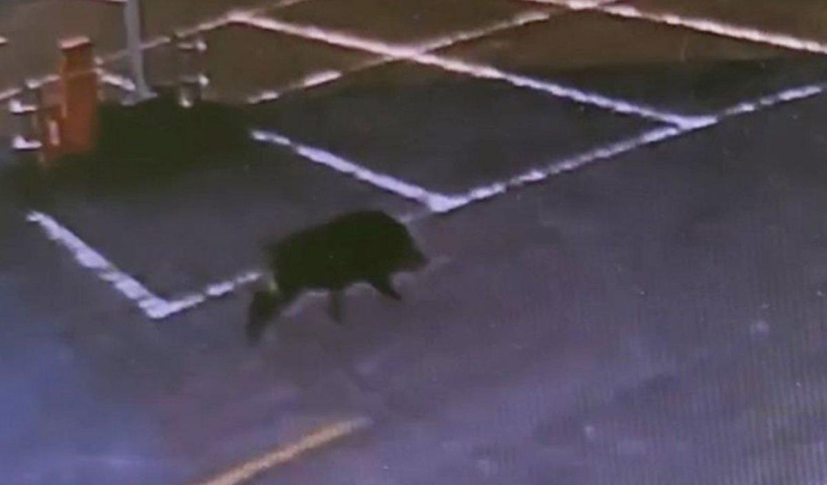 Japonya’da kent merkezine inen domuz, 6 kişiyi yaraladı