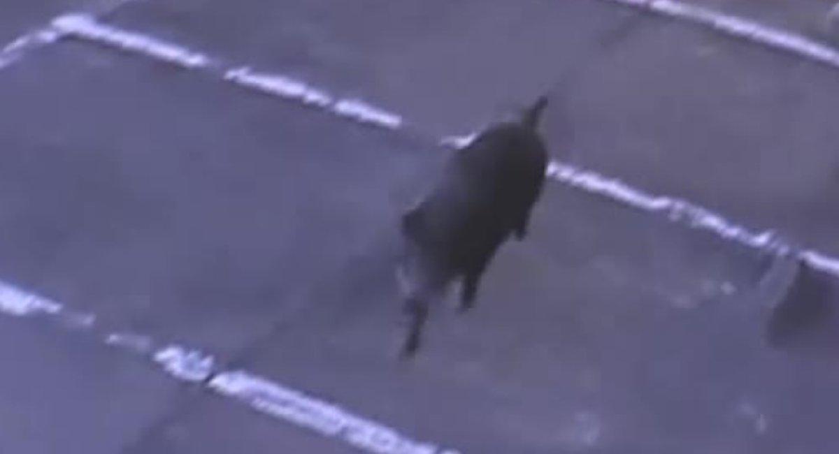 Japonya’da kent merkezine inen domuz, 6 kişiyi yaraladı