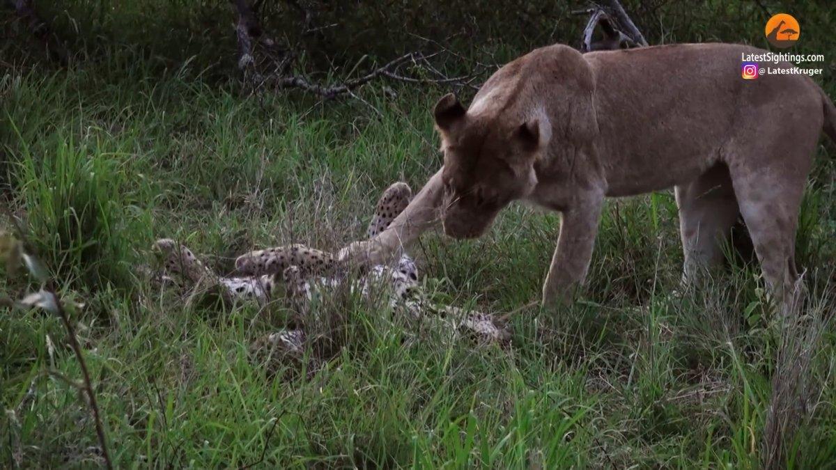Yaşlı leoparın aslanlara av olduğu anlar kamerada