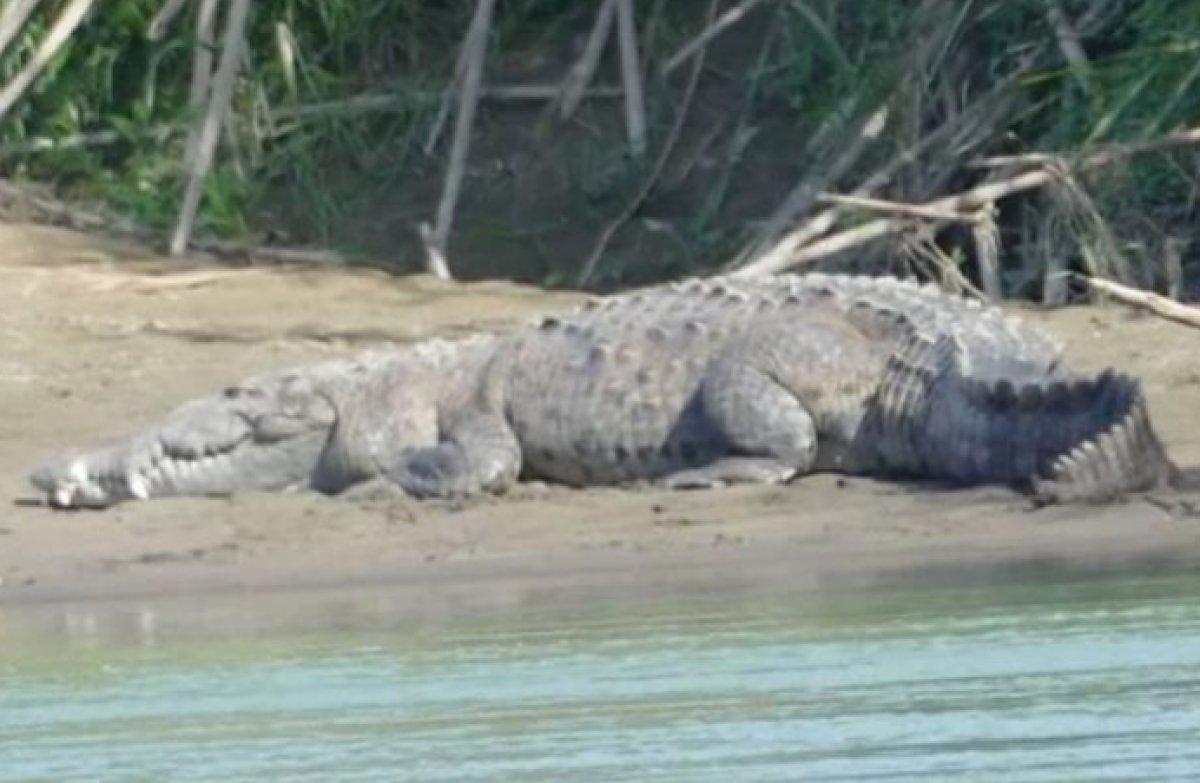Matina Nehri'nde gezen minik çocuk, timsaha yem oldu