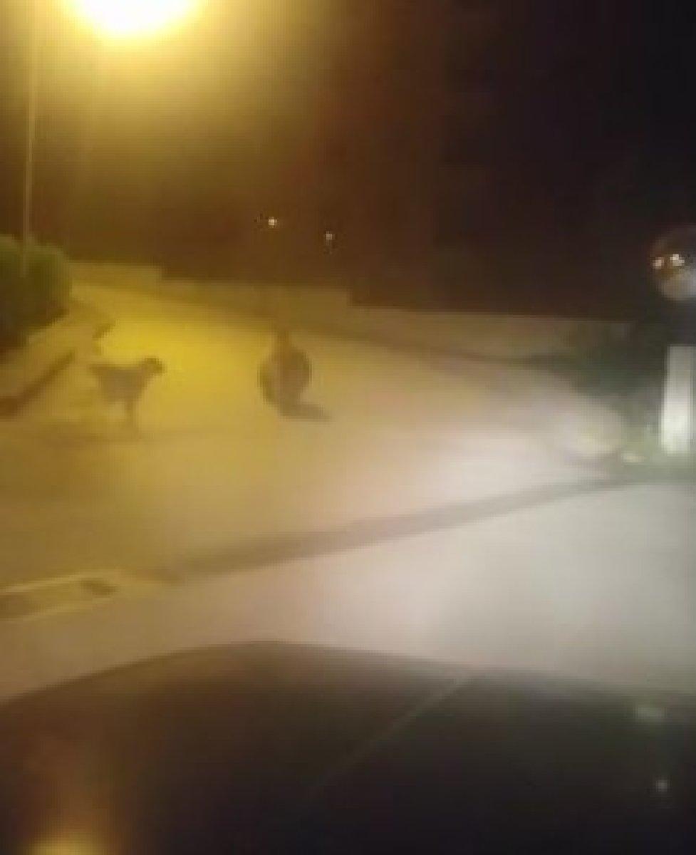 Artvin'de gece şehre inen ayı, mahalleyi karıştırdı