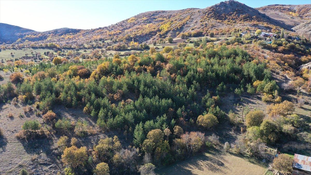 Giresunlu Cemal Emmi, 30 yıldır köyündeki atıl arazileri ağaçlandırıyor
