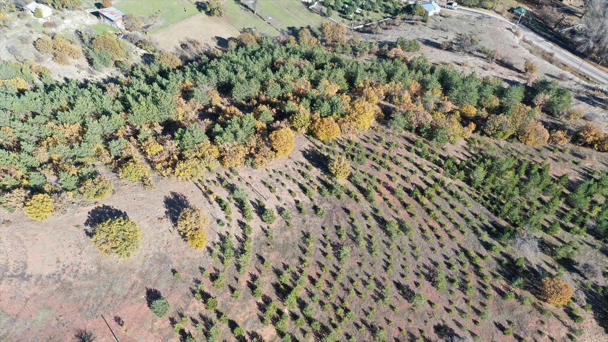 Giresunlu Cemal Emmi, 30 yıldır köyündeki atıl arazileri ağaçlandırıyor