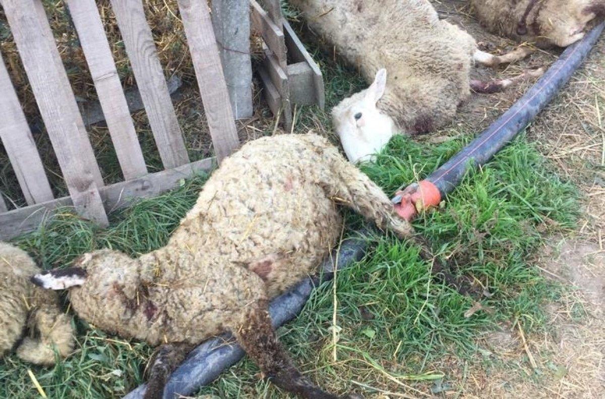 Bursa'da sokak köpekleri dehşet saçtı: 8 koyun telef oldu