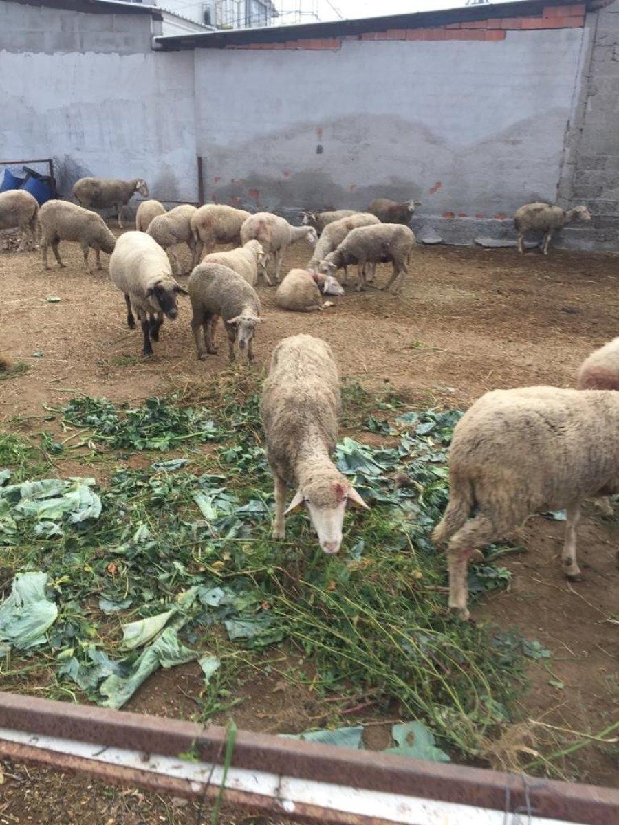 Bursa'da sokak köpekleri dehşet saçtı: 8 koyun telef oldu