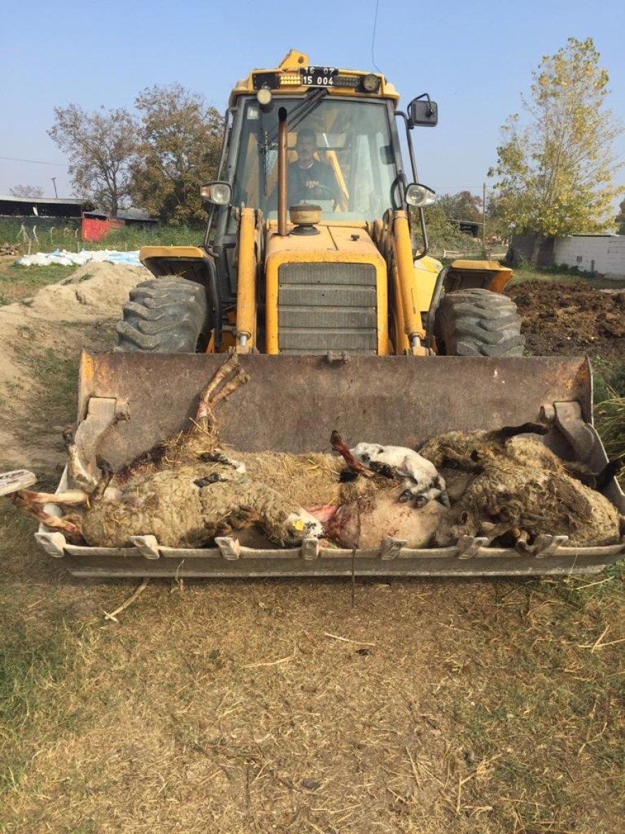 Bursa'da sokak köpekleri dehşet saçtı: 8 koyun telef oldu