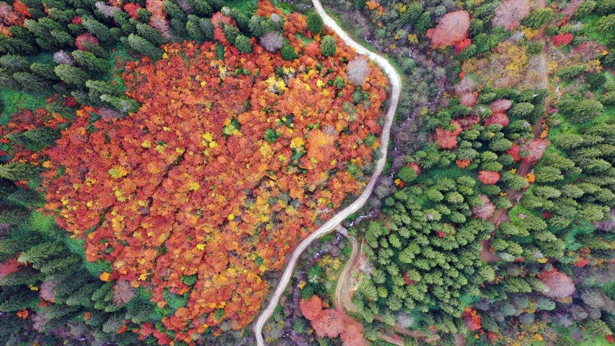 Gümüşhane'deki ‘Örümcek Ormanları’ndan sonbahar manzaraları