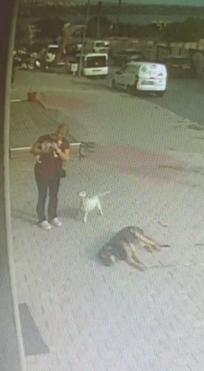 Büyükçekmece'de düşen köpeği havada yakaladı