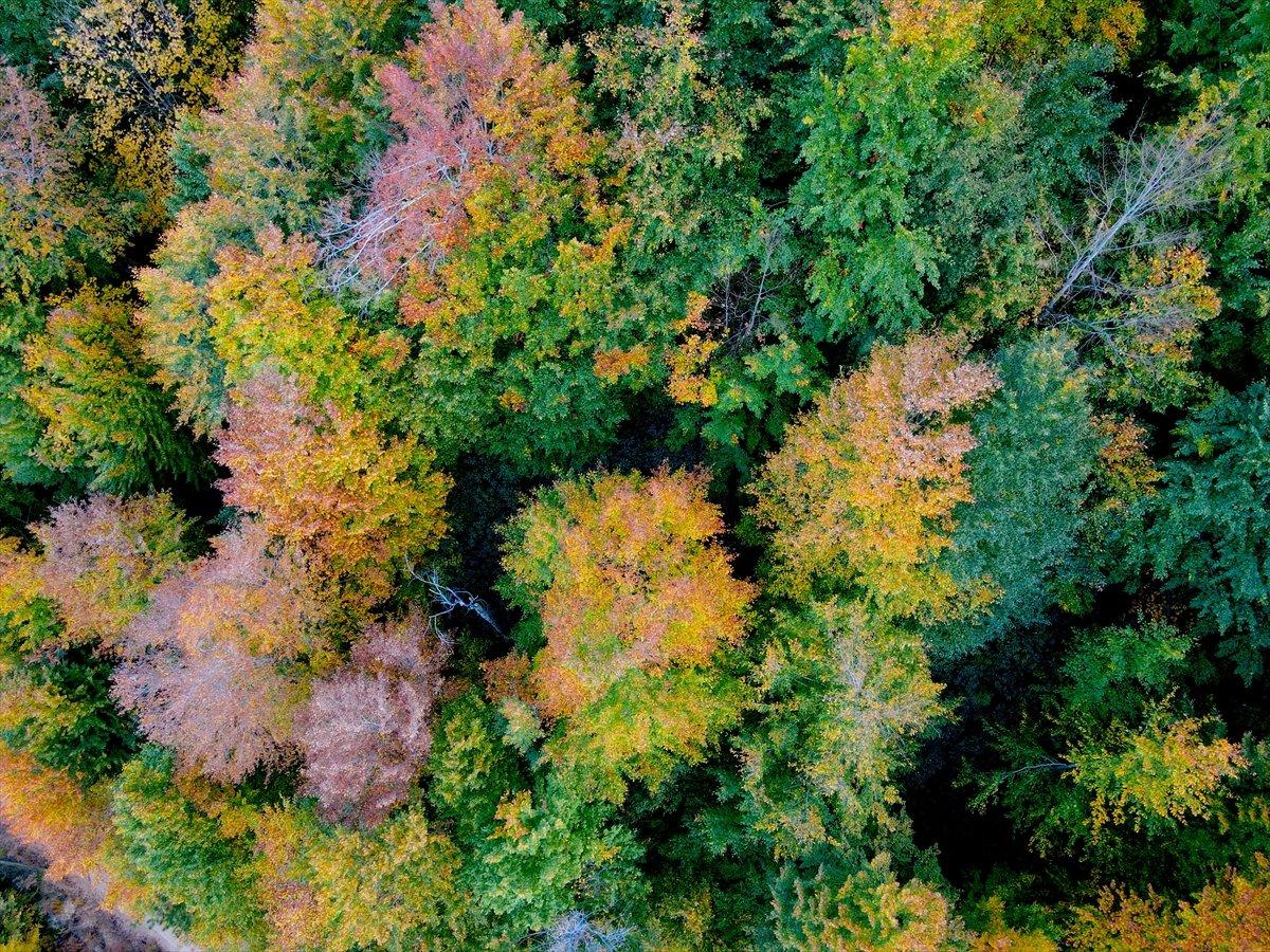 Kastamonu'daki Loç Vadisi'nde sonbahar şöleni