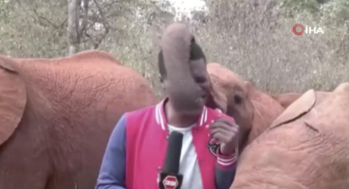 Kenya'da muhabirin dikkatini bozan yavru filler