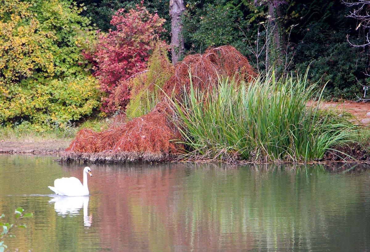 Atatürk Arboretumu sonbahar renklerine büründü