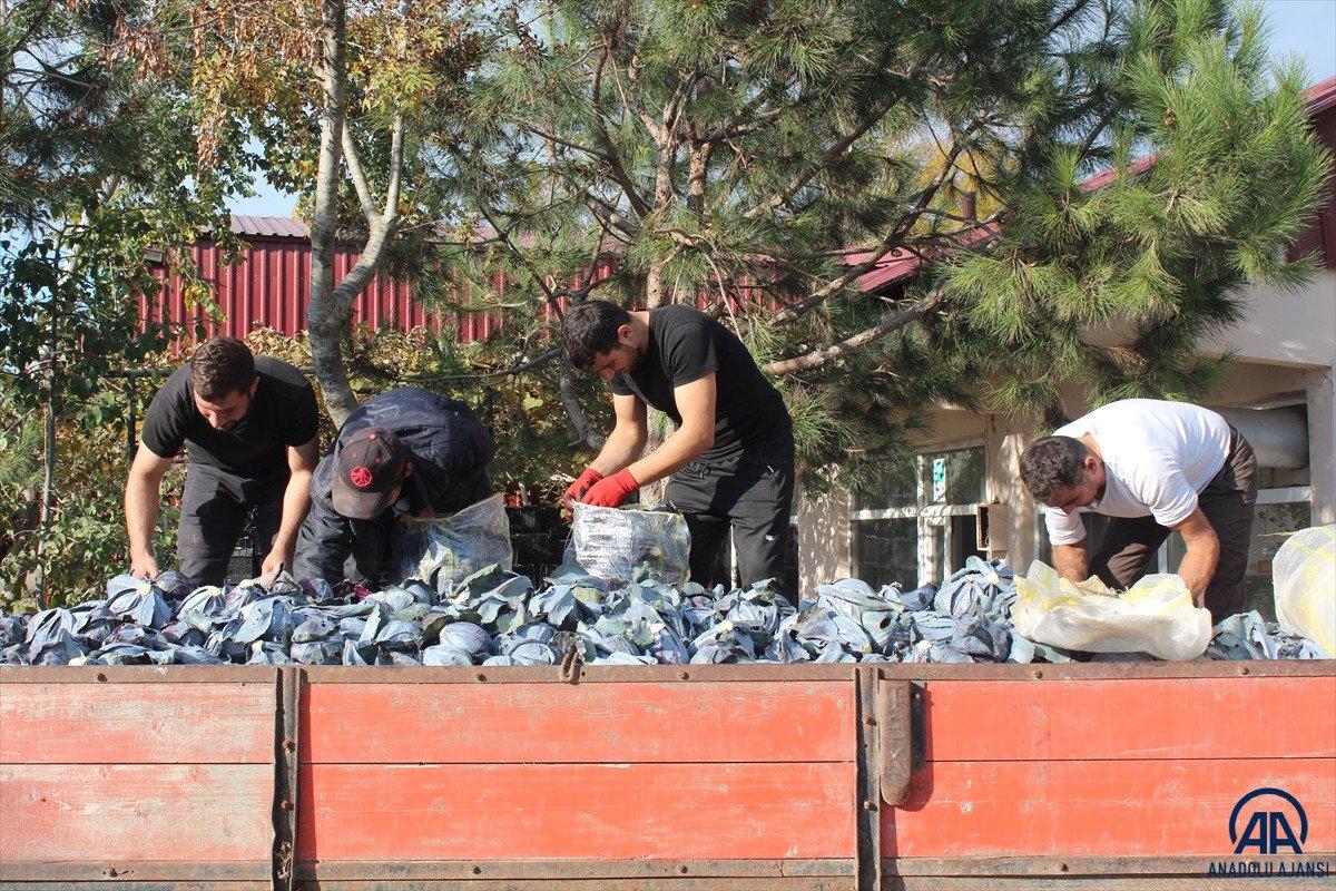 Bafra'da kırmızı lahana hasadı başladı