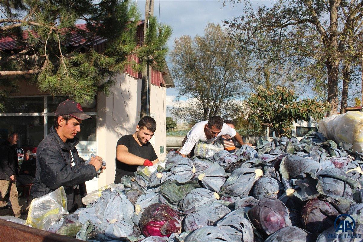 Bafra'da kırmızı lahana hasadı başladı