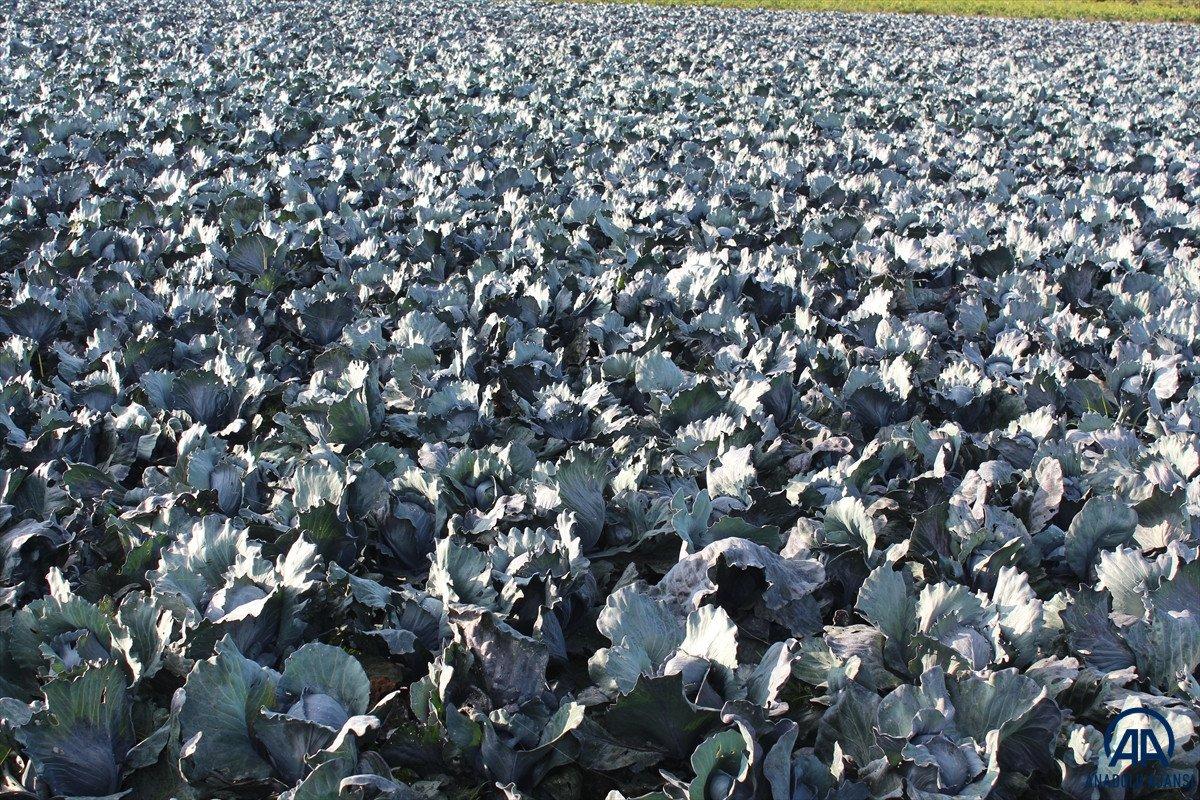 Bafra'da kırmızı lahana hasadı başladı