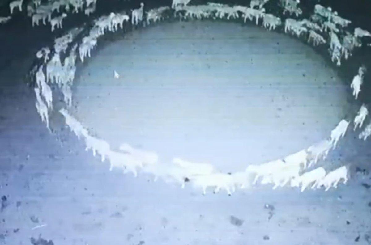 Çin’de çember olan koyunlar, hiç durmadan 12 gün boyunca döndü