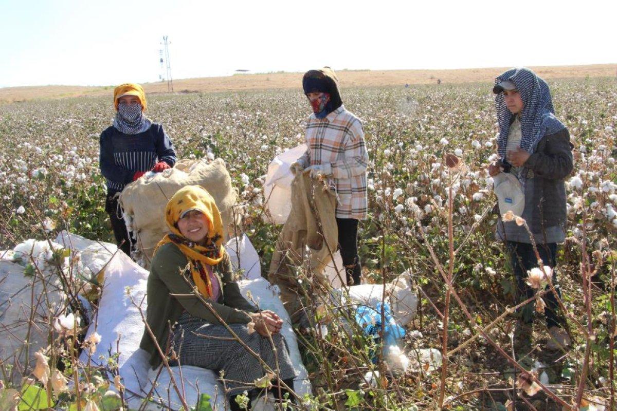Cudi Dağı terörden temizlendi pamuk üretimi başladı
