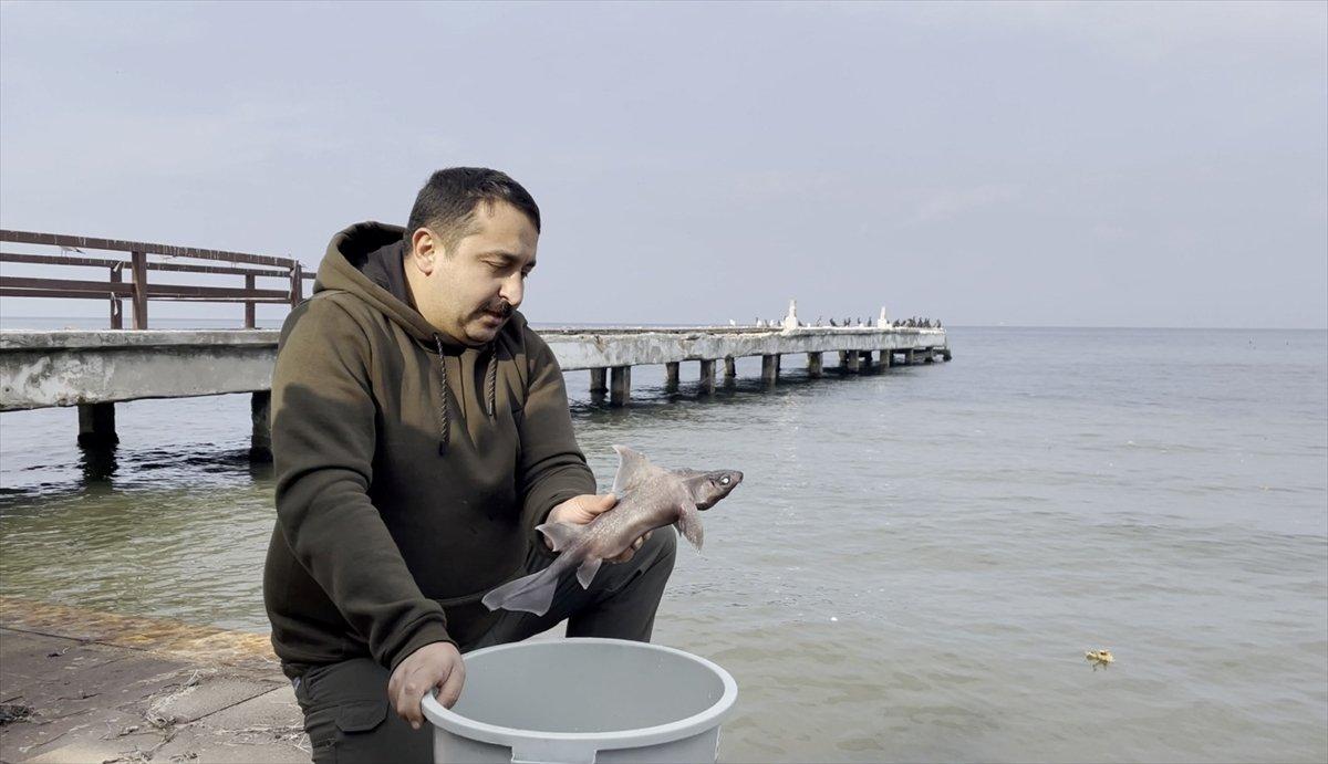 domuz köpek balığı