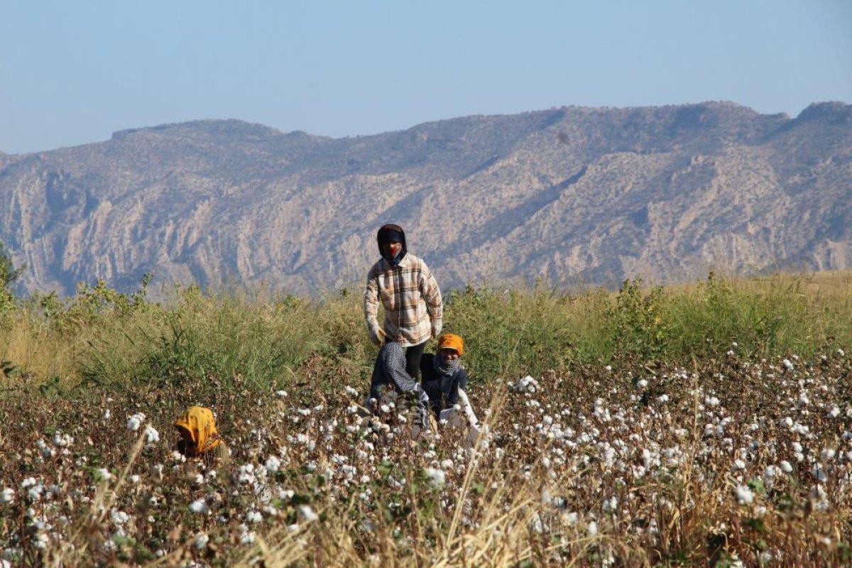 Cudi Dağı terörden temizlendi pamuk üretimi başladı