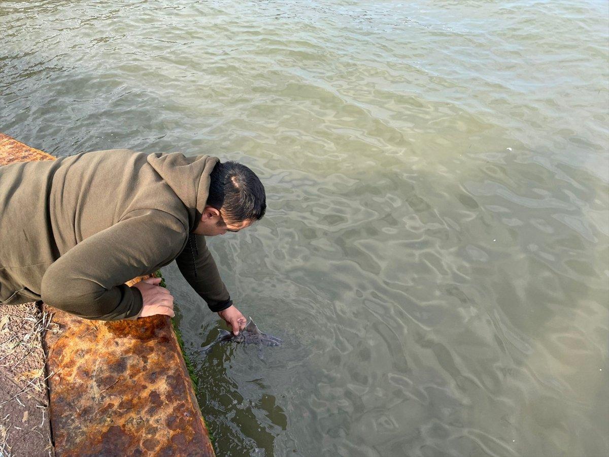 domuz köpek balığı