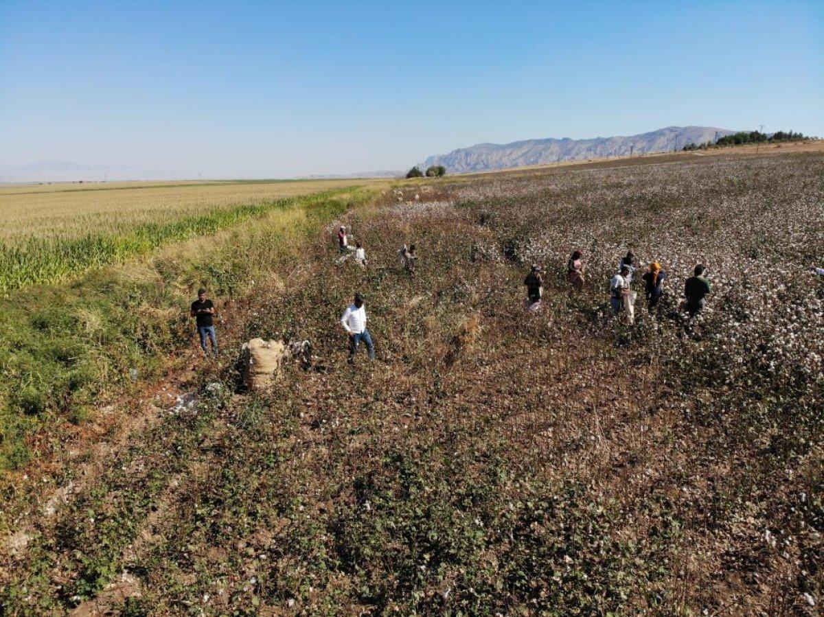 Cudi Dağı terörden temizlendi pamuk üretimi başladı