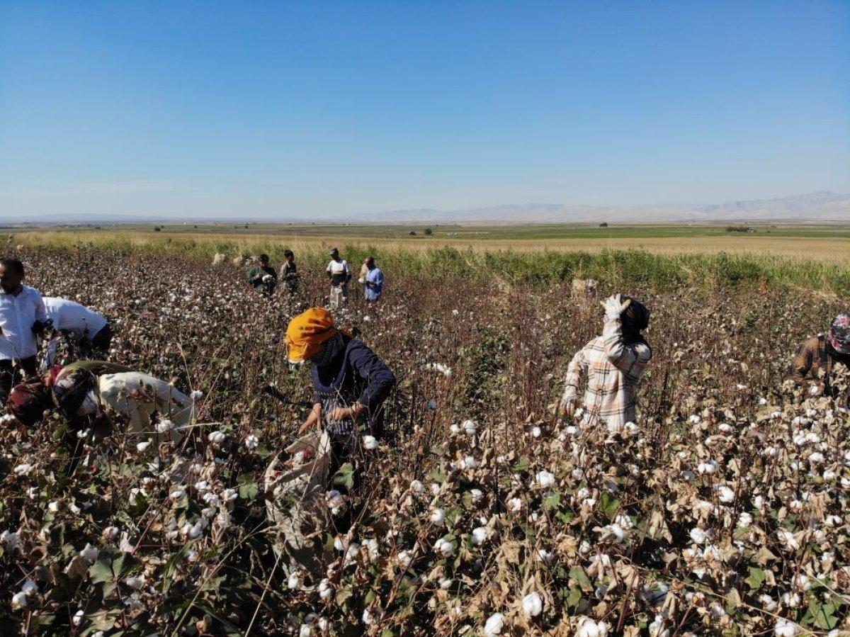 Cudi Dağı terörden temizlendi pamuk üretimi başladı