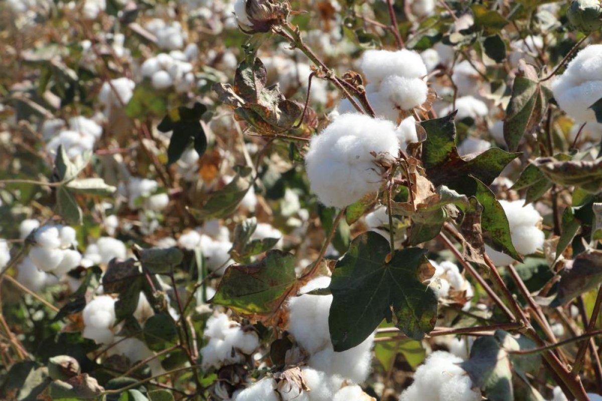 Cudi Dağı terörden temizlendi pamuk üretimi başladı