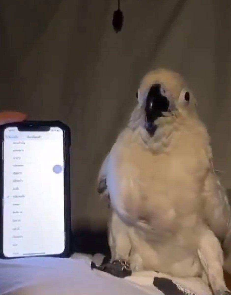 Papağanın telefonun zil sesinin ritmiğine göre dans ettiği anlar
