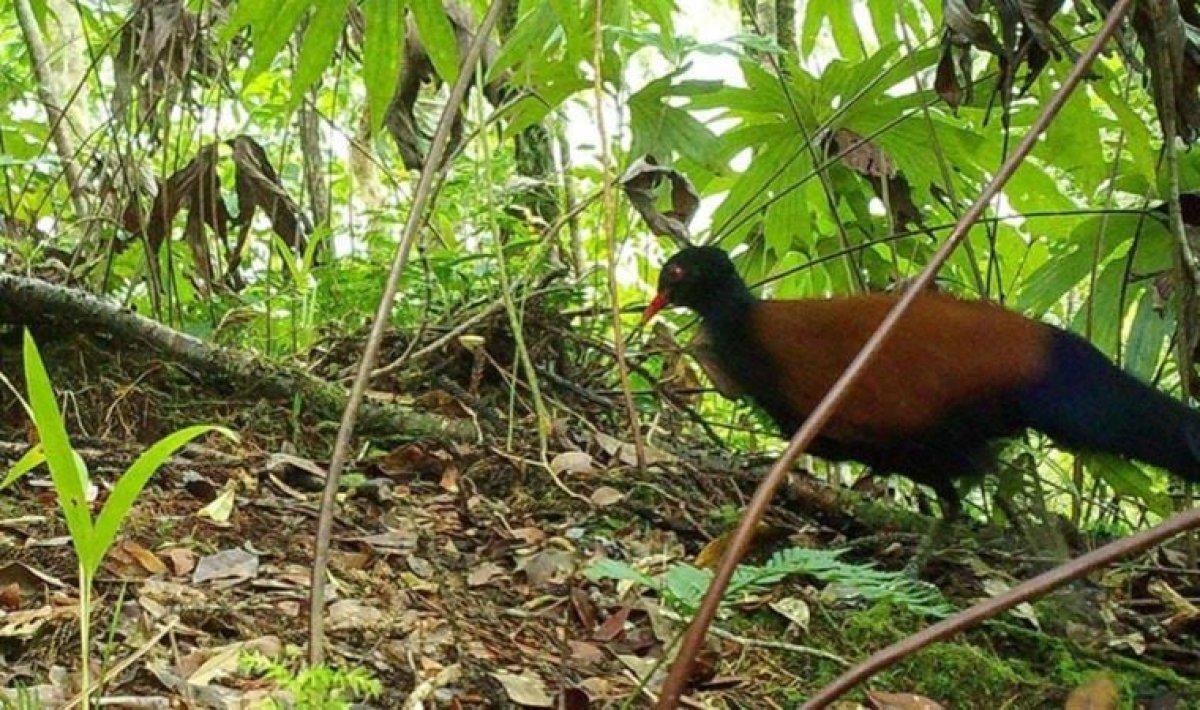 siyah tüylü sülün