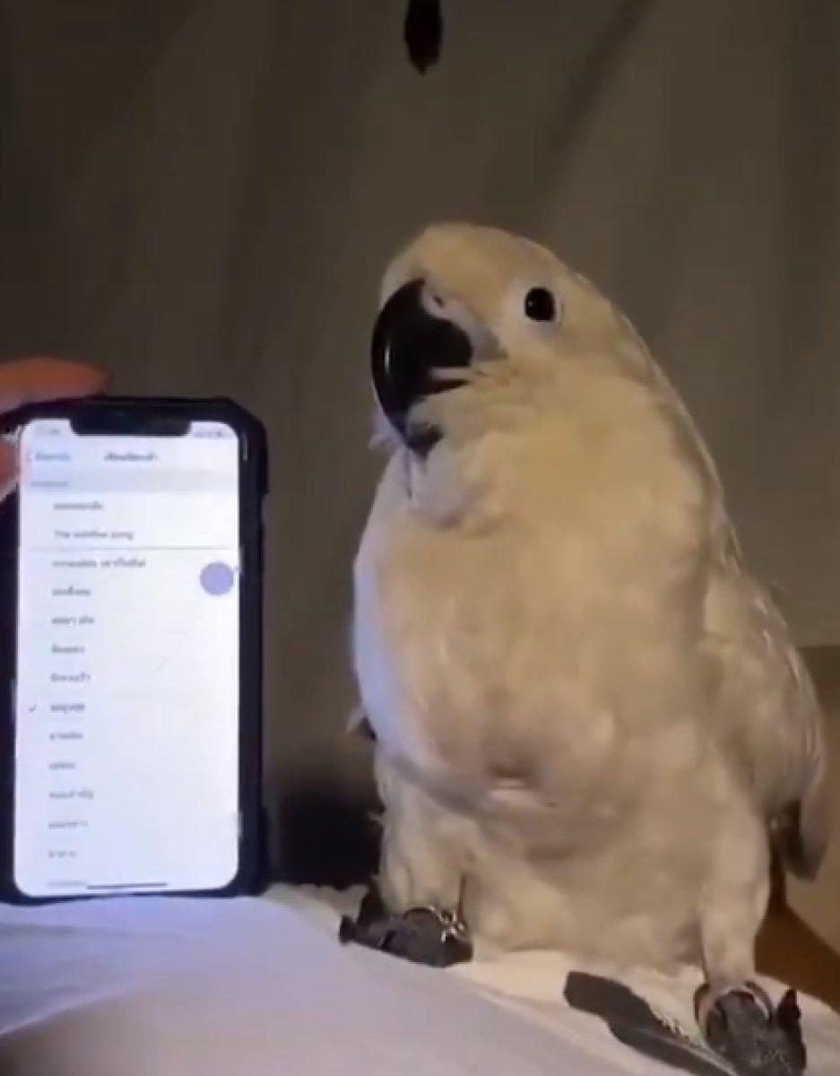 Papağanın telefonun zil sesinin ritmiğine göre dans ettiği anlar