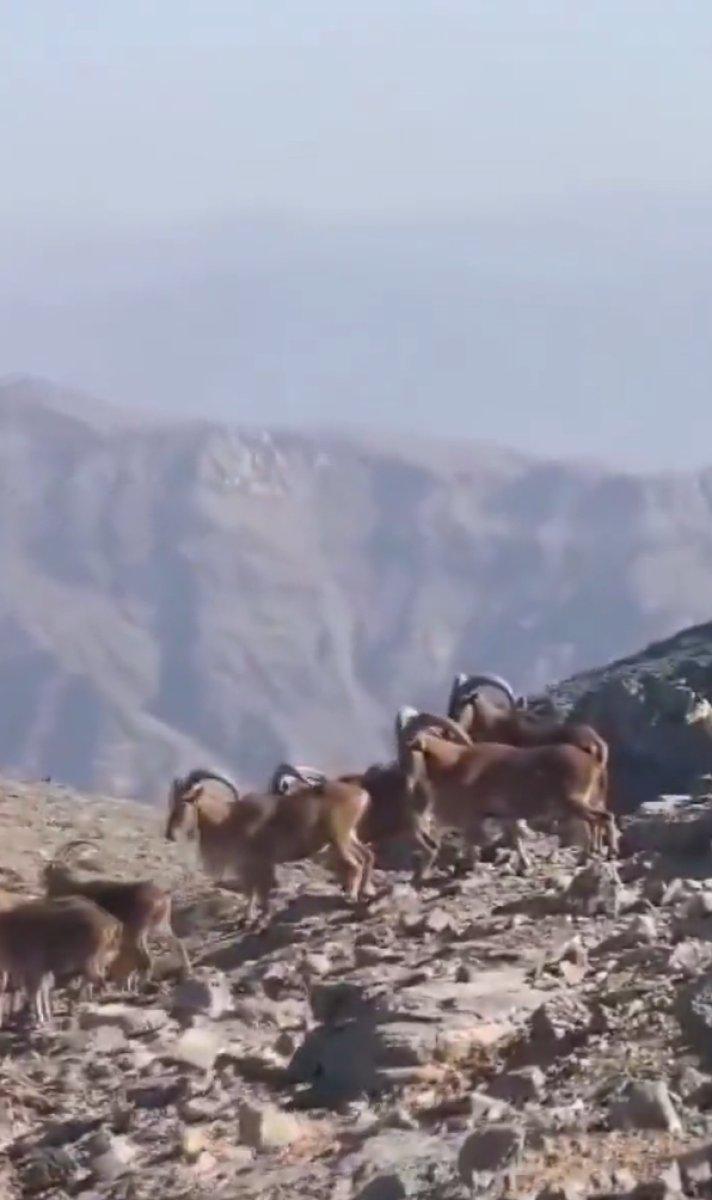 Terörden temizlenen Hakkari, dağ keçilerinin vazgeçilmezi oldu