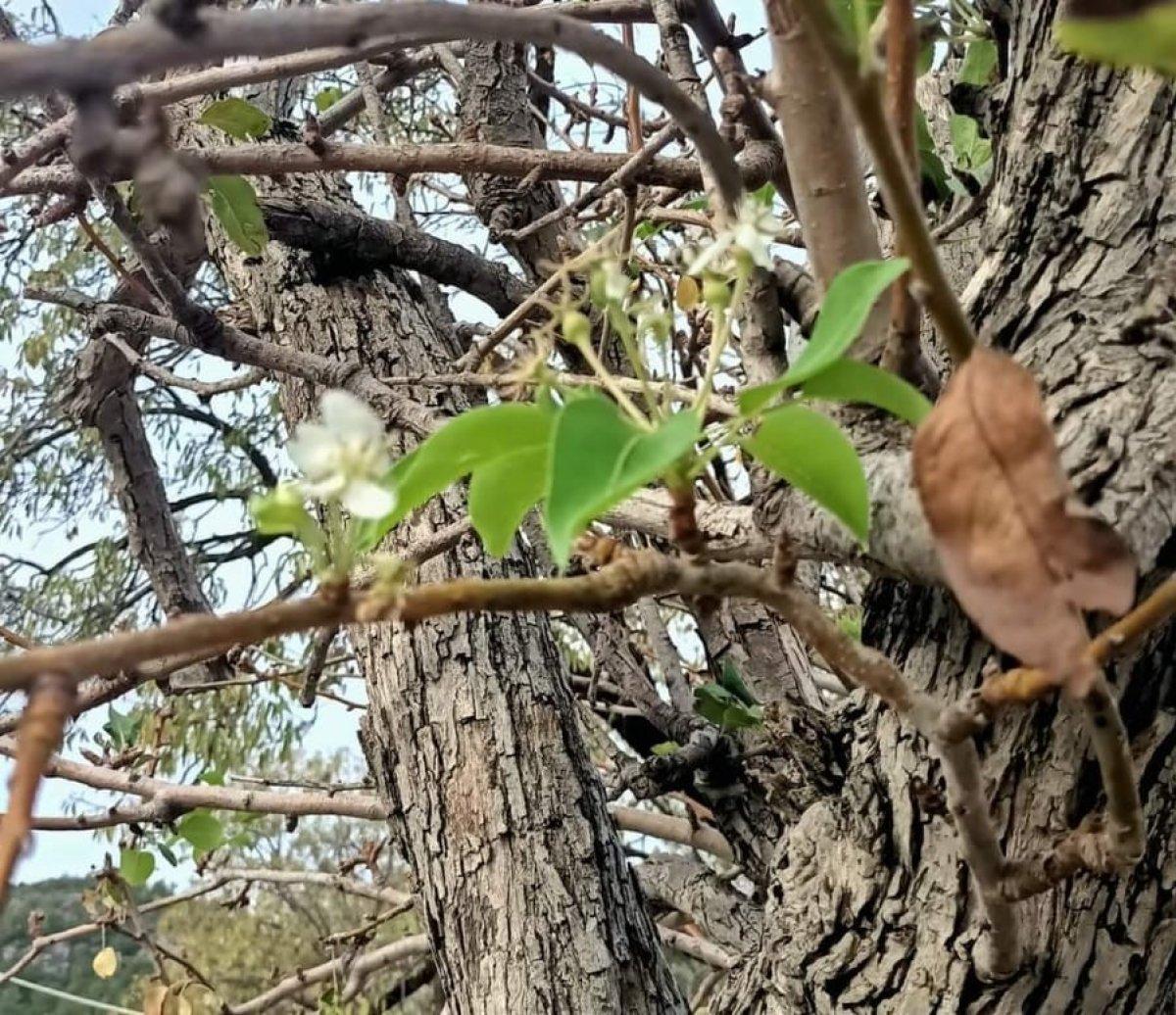 Muğla’da armut ağaçları kasımda çiçek açtı