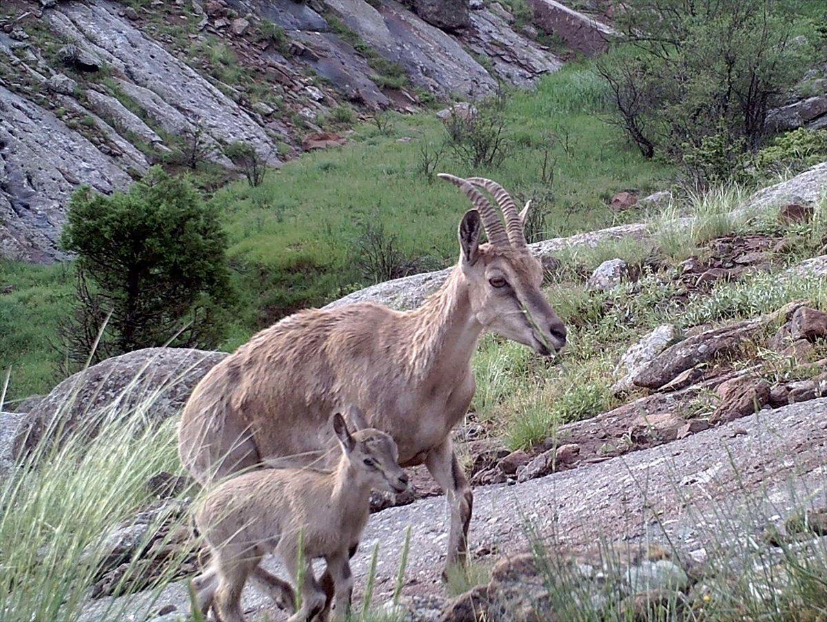 Sivas'taki yaban hayatından fotokapan görüntüleri